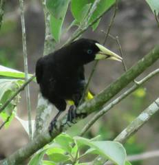 Psarocolius decumanus