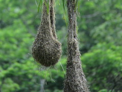 Psarocolius decumanus