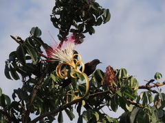 Icterus pyrrhopterus