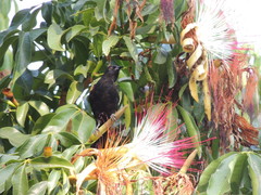 Icterus pyrrhopterus