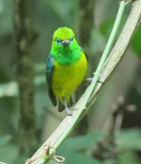 Chlorophonia cyanea