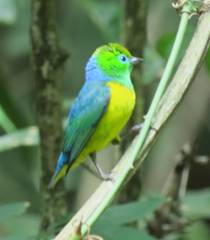 Chlorophonia cyanea