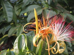 Icterus pyrrhopterus