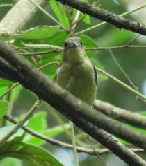 Trichothraupis melanops