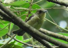 Trichothraupis melanops