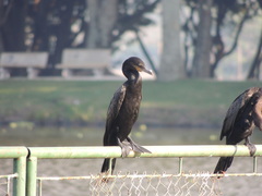 Nannopterum brasilianum