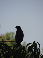 Rostrhamus sociabilis