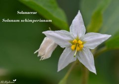 Solanum schimperianum