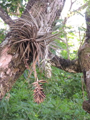 Tillandsia pohliana