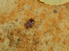 Chelonarium ornatum
