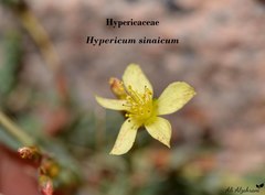 Hypericum sinaicum