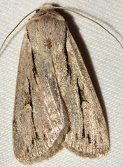 Dichagyris candelisequa