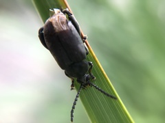 Pachymerus nucleorum