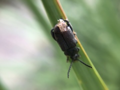 Pachymerus nucleorum