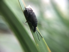 Pachymerus nucleorum