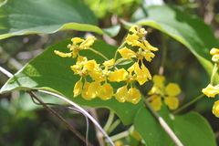 Stigmaphyllon bonariense