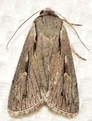 Dichagyris candelisequa