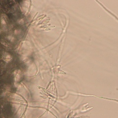 Talaromyces