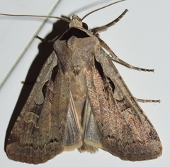 Dichagyris flammatra