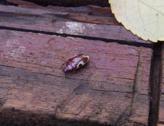 Chelonarium ornatum