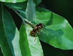 Vespula koreensis
