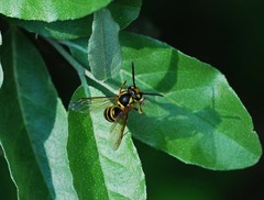 Vespula koreensis