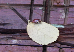 Chelonarium ornatum