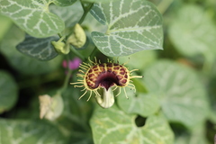 Aristolochia fimbriata