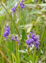 Aconitum variegatum