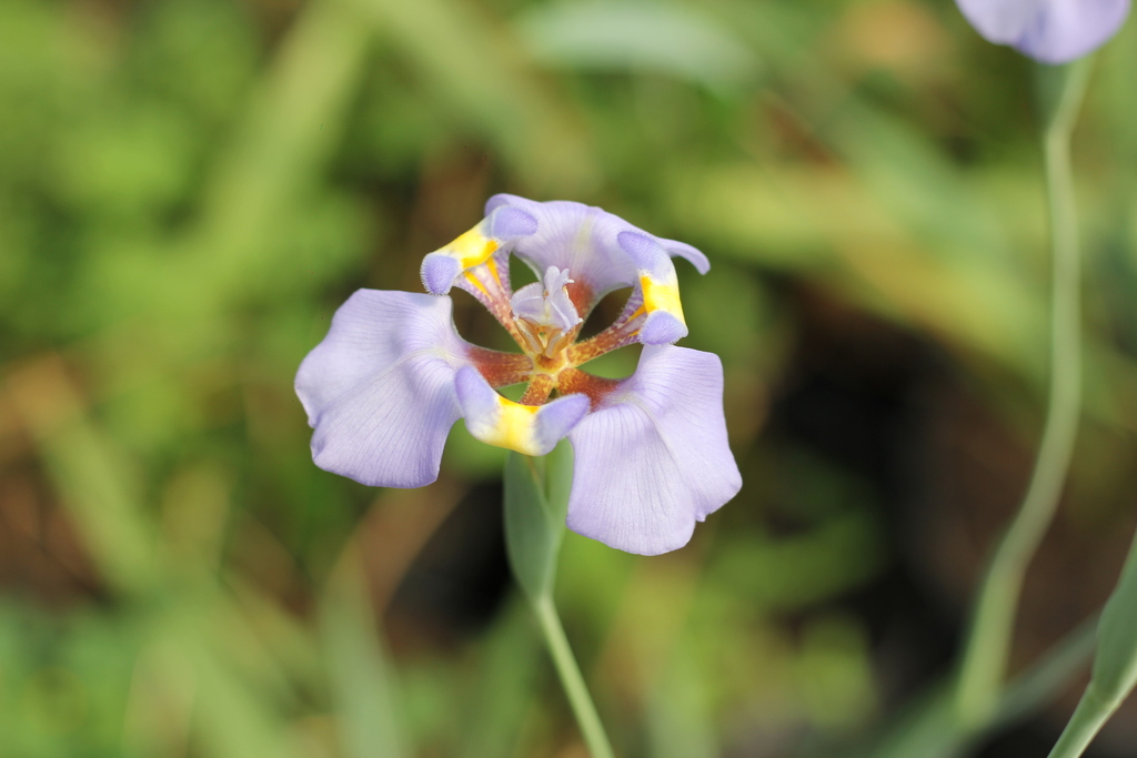 Phalocallis coelestis
