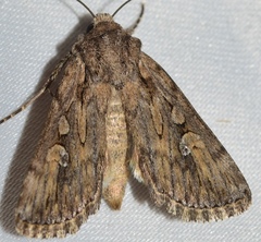 Dichagyris forcipula