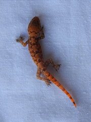 Hemidactylus angulatus