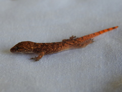 Hemidactylus angulatus