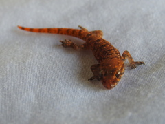 Hemidactylus angulatus