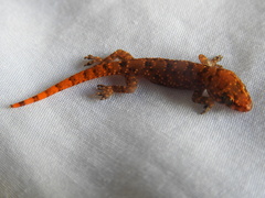 Hemidactylus angulatus