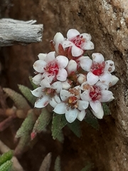 Crassula pruinosa