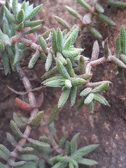 Crassula pruinosa