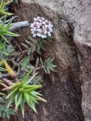 Crassula pruinosa