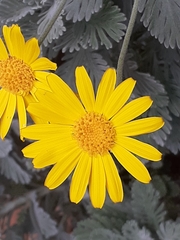 Euryops pectinatus pectinatus