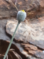 Euryops pectinatus pectinatus