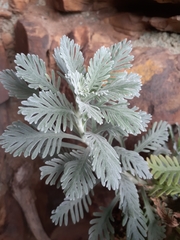 Euryops pectinatus pectinatus