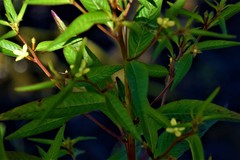 Ludwigia erecta