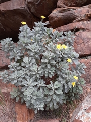 Euryops pectinatus pectinatus
