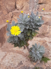 Euryops pectinatus pectinatus