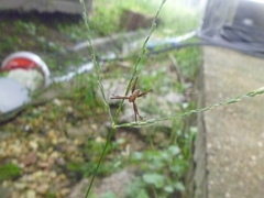 Araneidae