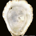 Crested Oyster - Photo (c) FWC Fish and Wildlife Research Institute, some rights reserved (CC BY)