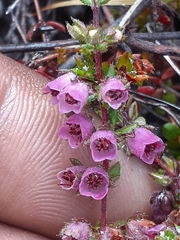 Erica planifolia