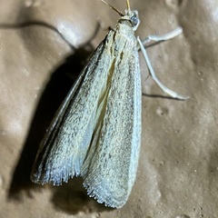 Barberia affinitella