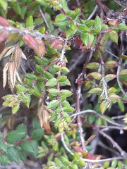 Erica planifolia