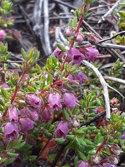 Erica planifolia